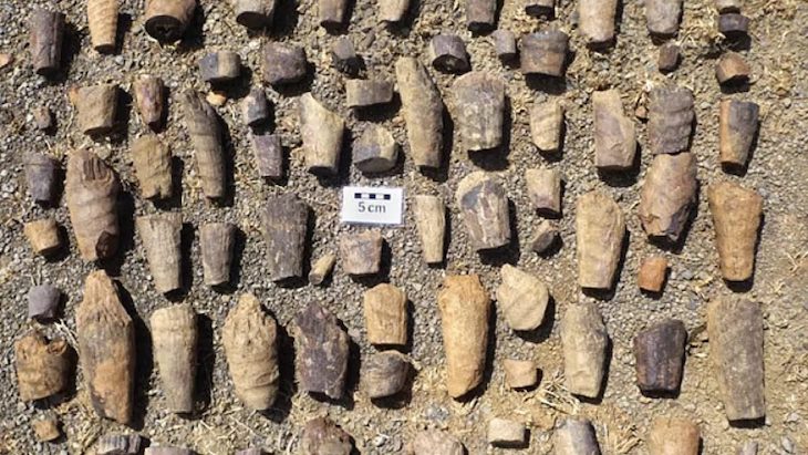 Descubren en el Parque Nacional de Cabañeros un cefalópodo fósil que vivió en el mar del extinto continente Gondwana