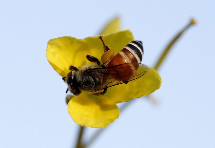 UP pide al Gobierno que restrinja el uso de los plaguicidas que están poniendo en peligro a las abejas