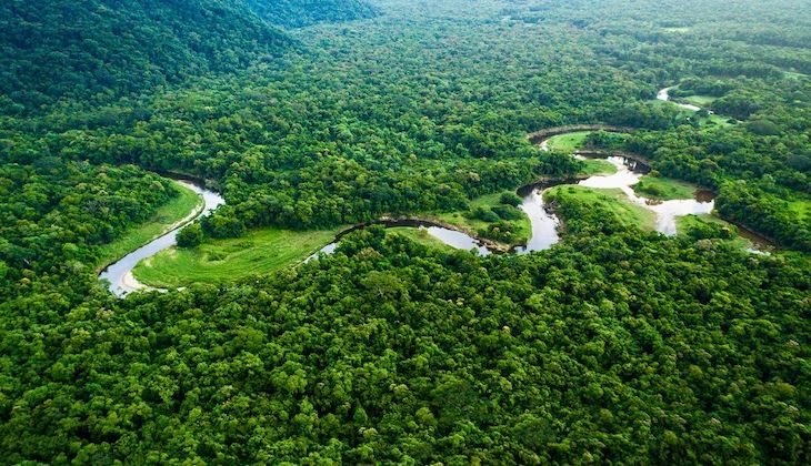 Los bosques tropicales pierden la ‘partida’ con el carbono