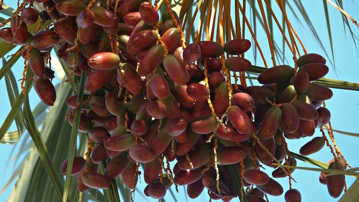 Resucitan con semillas de hace miles de años palmeras datileras extintas