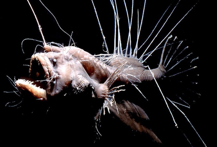 La vida animal en profundidades marinas es ‘estratosférica’