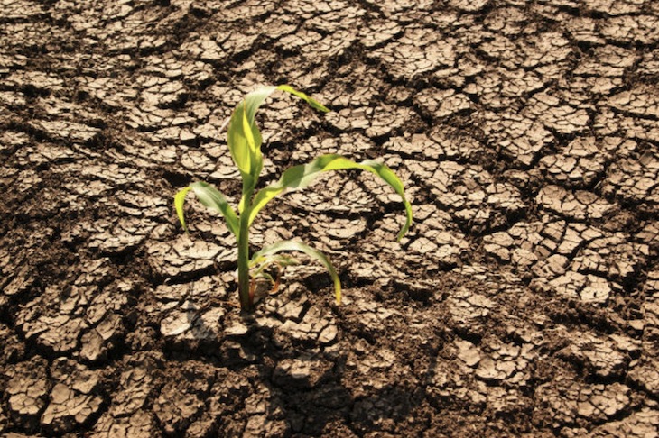 ONG ‘aboga’ por la agricultura Biointensiva para producir alimentos a la vez que regenerar el suelo en España