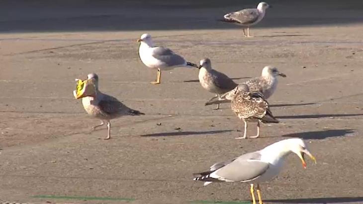 El distanciamiento social es común en el reino animal para hacer frente a las infecciones