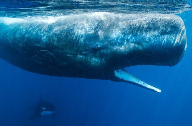 Día Mundial de los Océanos 2021