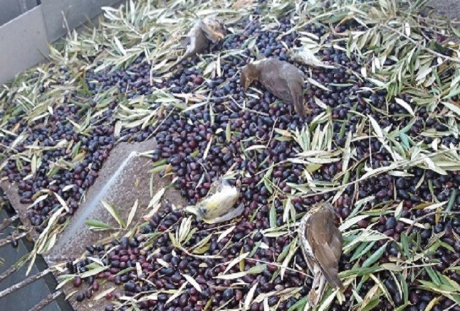 El olivar superintensivo