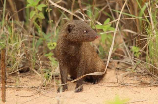 Las mangostas recuerdan y recompensan la ayuda de congéneres