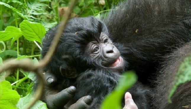 Los gorilas de montaña se recuperan a pesar de todas las amenazas