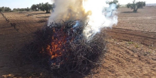 Comunitat Valenciana incide en la prohibición de quemas agrícolas en terreno forestal