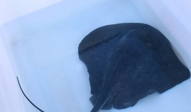 La raya Amparo vuelve al mar tras ser rescatada herida en Oropesa