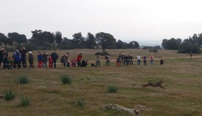 Liberado un ejemplar de lince ibérico en el área de reintroducción del Guadalmellato en Córdoba