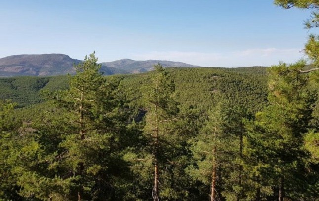 Trabajos de regeneración en la masa forestal del Parque de Sierra Nevada contra el cambio climático