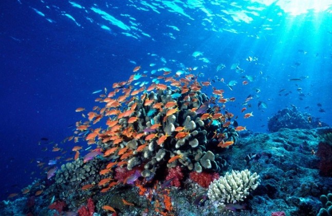 Los peces de arrecife heredan la tolerancia al calentamiento marino