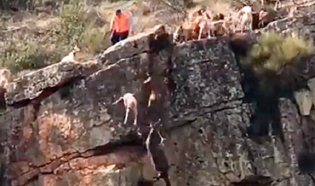 Equo reclama responsabilidades sobre unos perros y un ciervo despeñados en una cacería