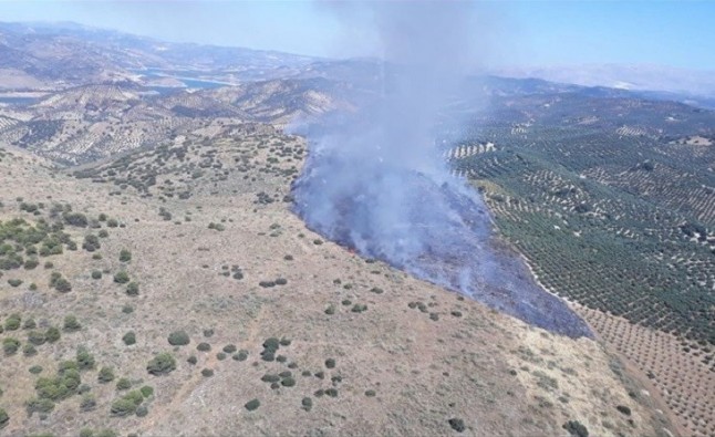La zona incendiada de Andratx hace cinco años alcanza el 60% de cobertura forestal