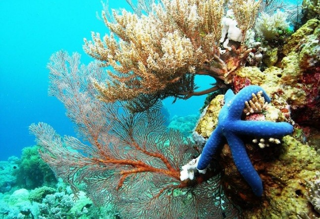Los arrecifes de coral bajo el yugo del CO2