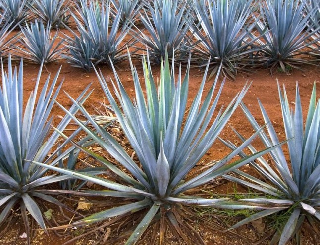 México: Descubren cuatro nuevas especies silvestres de la planta de agave