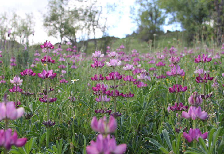 Las flores ‘conquistan’ la Sierra Norte de Madrid