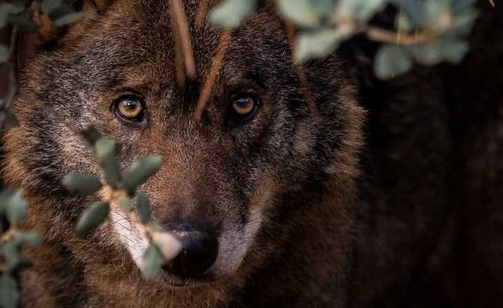 El PP sigue dilucidando sobre las excepciones que permiten controlar lobos ibéricos