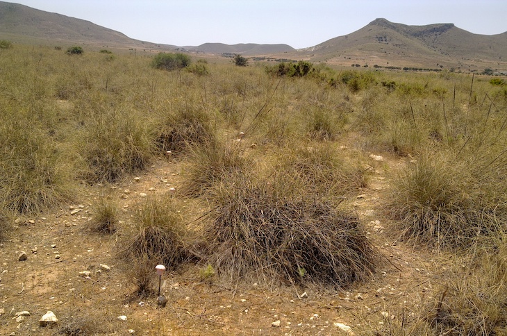 Identifican qué bacterias favorecen el crecimiento de nuevas plantas en suelos en proceso de desertificación