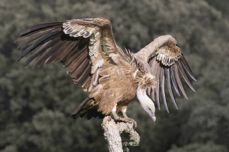 Los dinosaurios que perdieron sus garras: nuevas claves en la evolución de la mano de las aves