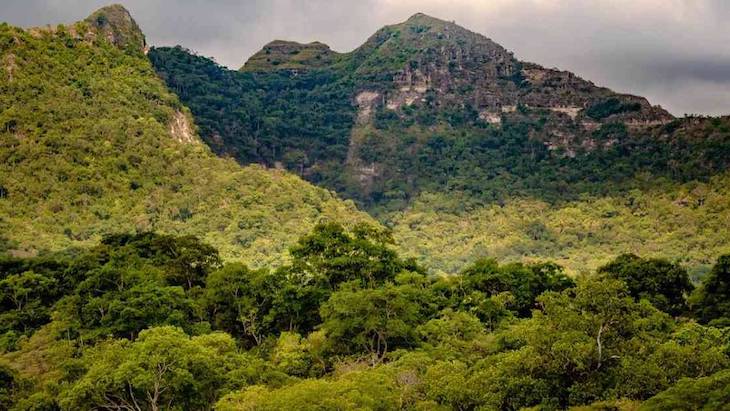 IICA y centros de investigación ambiental presentan libro con acciones de rescate al bosque seco tropical en Colombia
