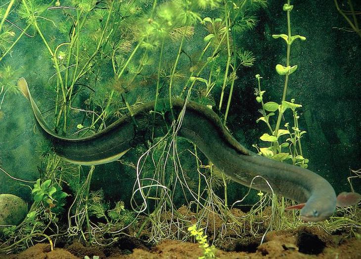 Anguilas eléctricas cazan en manada como los lobos