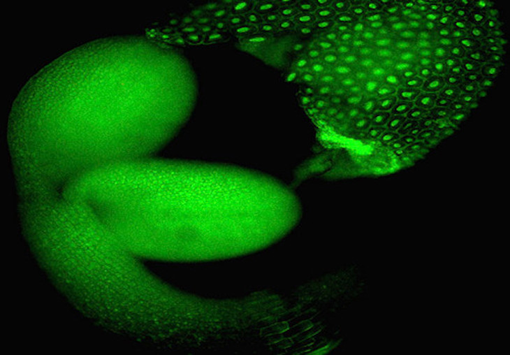 Cómo resisten las plantas al estrés con condiciones ambientales adversas