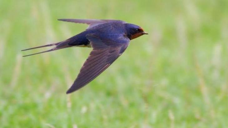 El vencejo común huye de Europa
