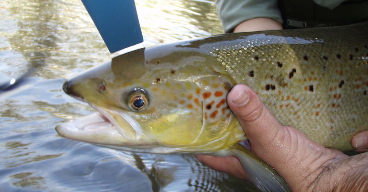 Pillado pescando salmón de manera furtiva en el río Narcea