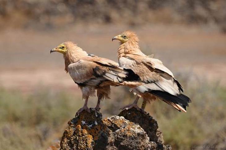 La cabaña ganadera afecta al peso del guirre canario