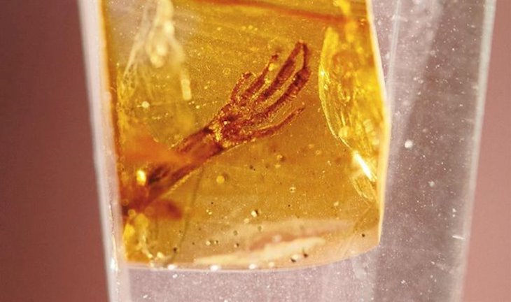 Increíble preservación en ámbar de la pata de un lagarto