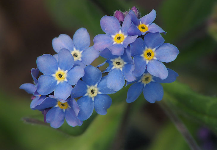 Redescubren la planta Myosotis discolor Pers en Pontevedra