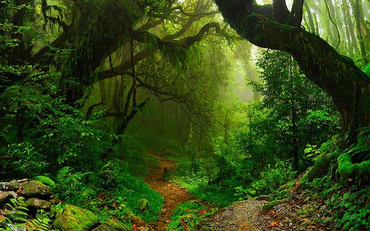 La evolución de la selva tropical