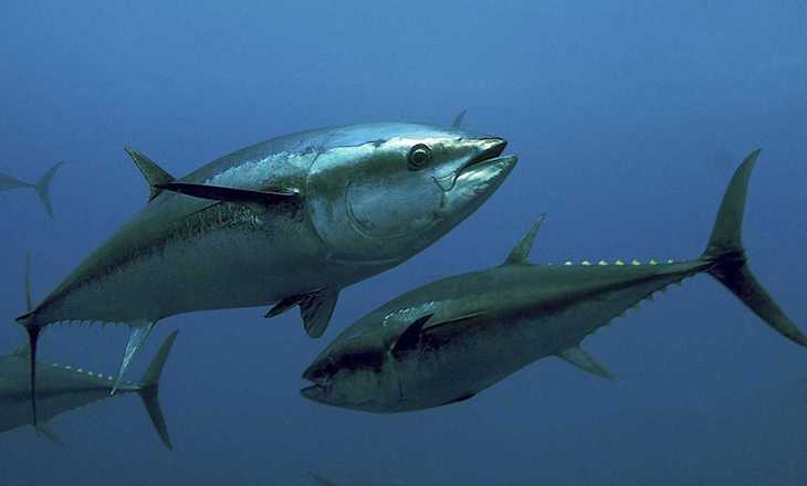 Pillados en el puerto deportivo de Mazagón (Huelva) por pescar atún rojo en época de prohibición