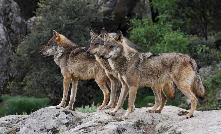 Dos sujetos ‘pillados’ por cazar lobos en la provincia de Palencia