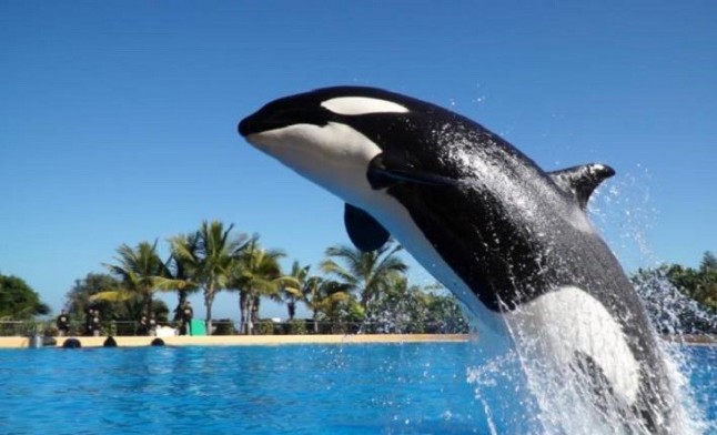 Loro Parque (Tenerife) acoge el nacimiento de la cría de la orca Morgan