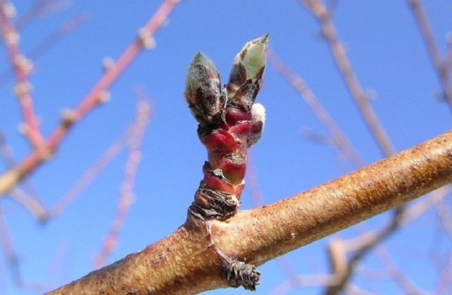 El CITA estudia la relación entre la actividad de las yemas del cerezo en reposo y la necesidad de acumular frío
