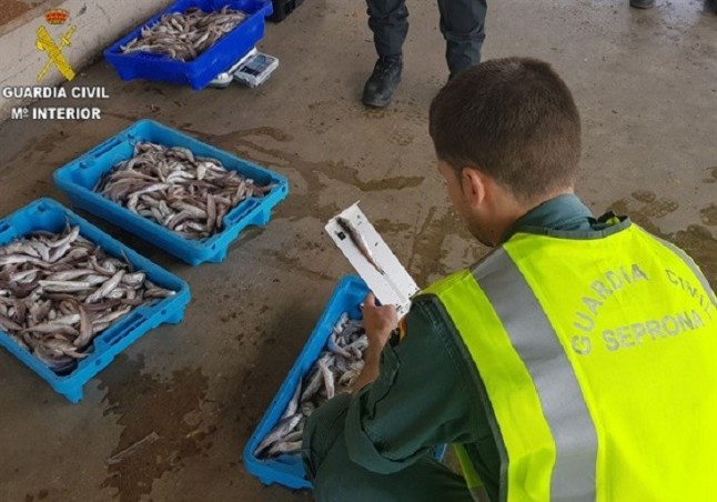 Intervienen 40 kilos de merluza inmadura en València