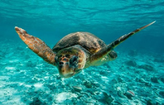 Garantizando el futuro de las tortugas bobas en el Mediterráneo