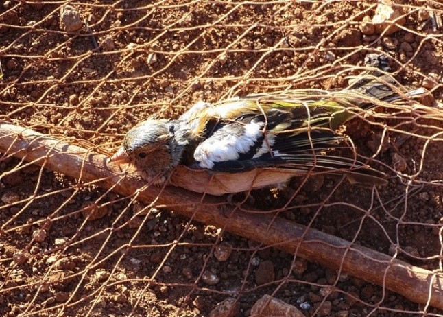 En la Rioja se han tardado 10 años para derogar la Orden de captura de fringílidos