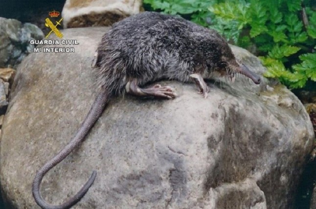 Obras ilegales en un área de especial protección Aldeanueva de la Vera