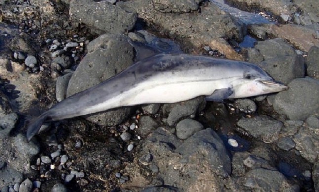 Aparecen tres delfines muertos en la costa de Puerto del Rosario (Fuerteventura)