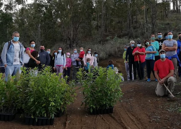 La acción medioambiental de repoblación de árboles en el entorno de Las Huertecillas (Montaña de Firgas)