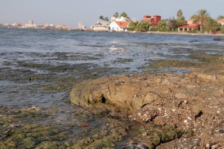 Son necesarios 5 kilómetros de ‘cordón vegetal’ en torno a la laguna salada del Mar Menor