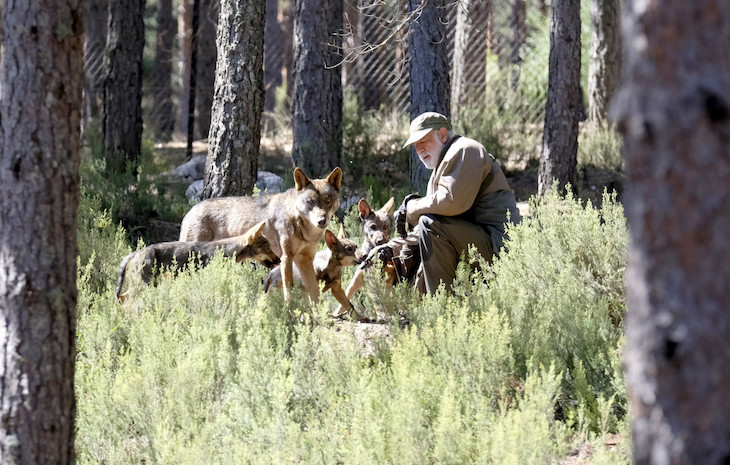 El Centro del Lobo Ibérico de Castilla y León estrena un observatorio-pasarela