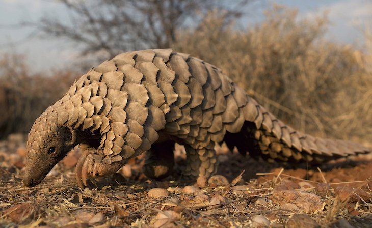 El pangolín en el ‘punto de mira’ de COVID-19