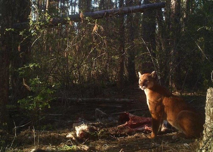 Los grandes depredadores aprovechan su atracción fatal con los pequeños