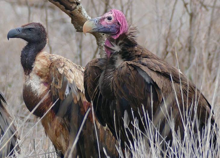 Los ‘delincuentes cazadores’ de grandes herbívoros ponen entre las cuerdas a los buitres africanos