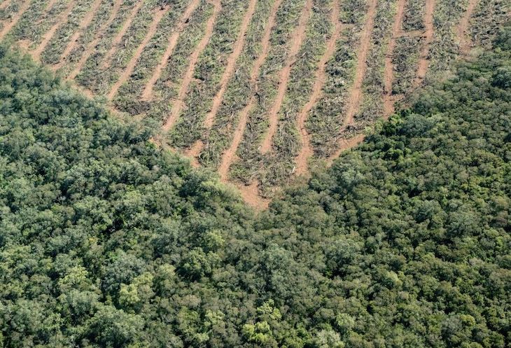 El cultivo de soja destruye la Amazonía y España es ‘complice’