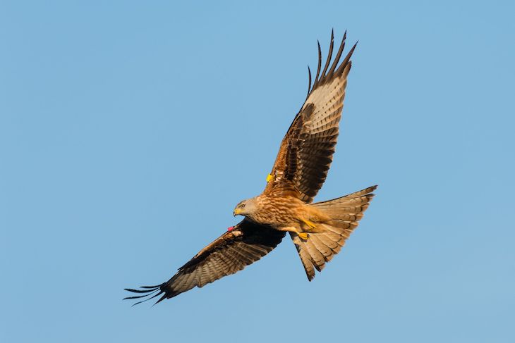 Protección transfronteriza del milano real en Europa